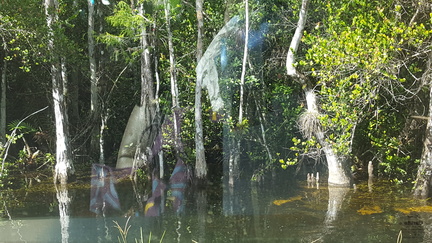 Loop Road, Cypress Preserve, FL-July 6 2016