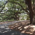 oak-alley-plantation-louisiana_27217362799_o.jpg