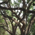 oak-alley-plantation-louisiana_38278530024_o.jpg