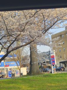 20260326 182108-3060x4080